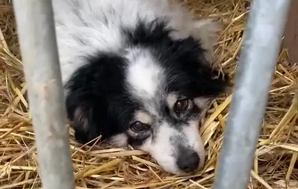 Pies do adopcji, Głowno, 12 lutego 2026 (1/3)