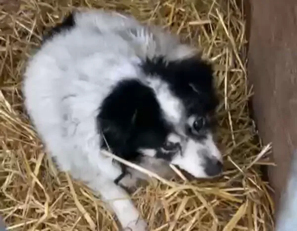 Pies do adopcji, Głowno, 12 lutego 2026 (2/3)