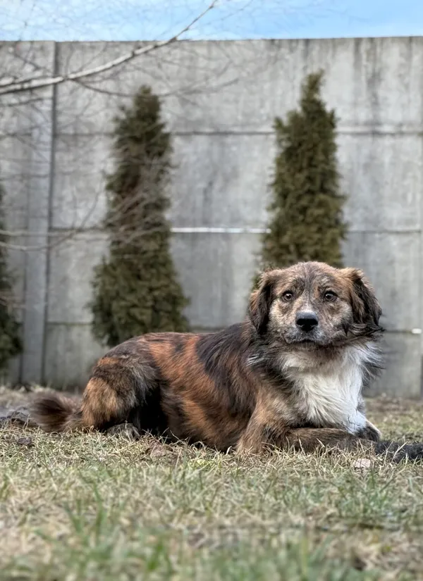 Pies do adopcji, Pieczyska, 12 lutego 2026 (2/4)