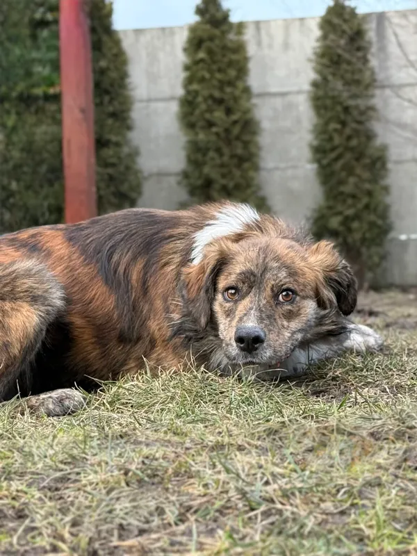 Pies do adopcji, Pieczyska, 12 lutego 2026 (3/4)