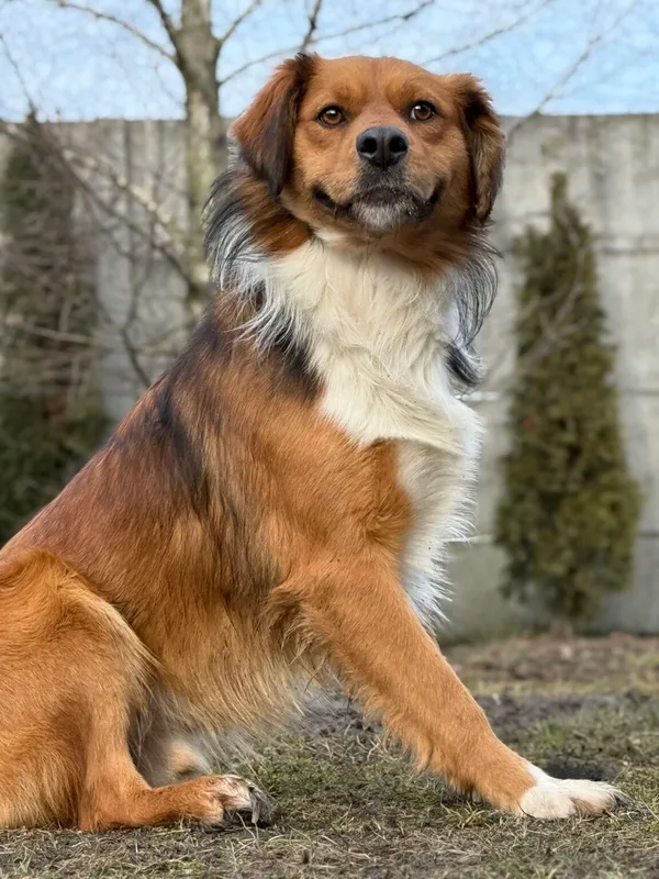 Pies do adopcji, Pieczyska, 12 lutego 2026 (2/3)