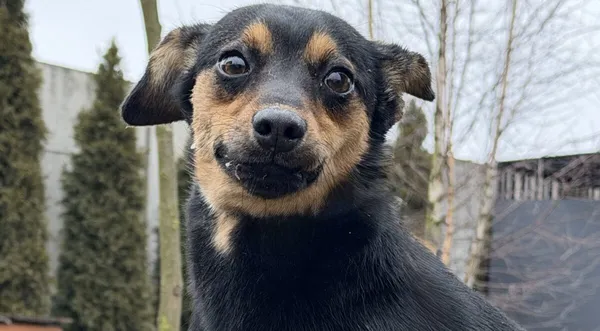 Pies do adopcji, Pieczyska, 12 lutego 2026 (1/4)