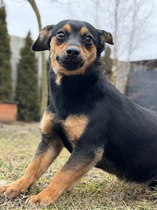 Pies do adopcji, Pieczyska, 12 lutego 2026 (2/4)