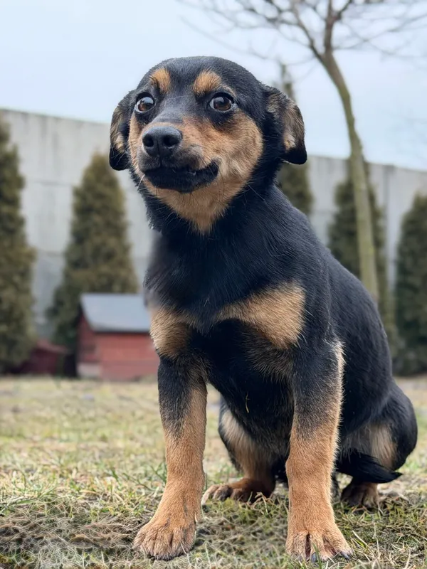 Pies do adopcji, Pieczyska, 12 lutego 2026 (3/4)