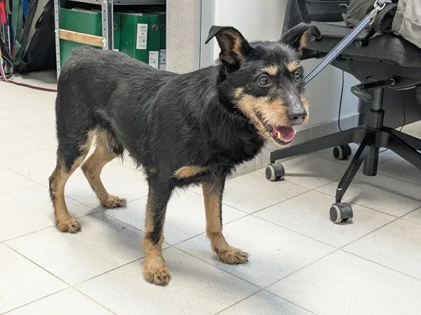 Pies do adopcji, Kraków, 28 stycznia 2026