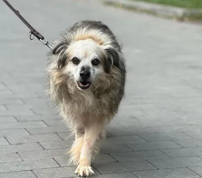 Pies do adopcji, Kraków, 29 stycznia 2026