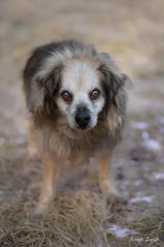 Pies do adopcji, Kraków, 29 stycznia 2026 (1/3)