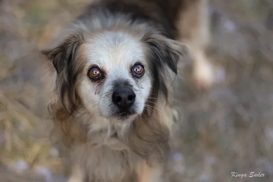 Pies do adopcji, Kraków, 29 stycznia 2026 (2/3)