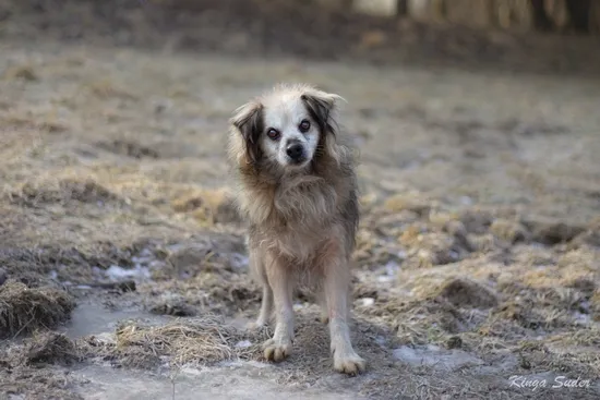 Pies do adopcji, Kraków, 29 stycznia 2026 (3/3)