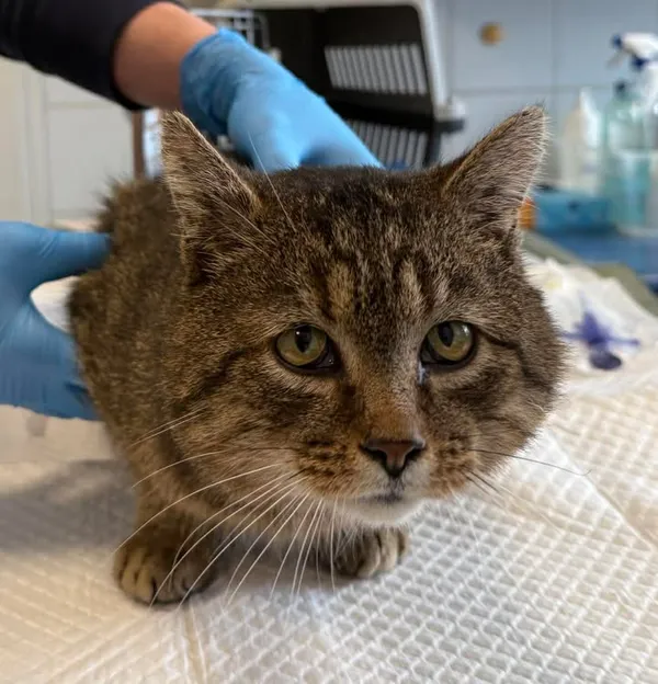 Znaleziono kota, Lublin, 11 lutego 2026