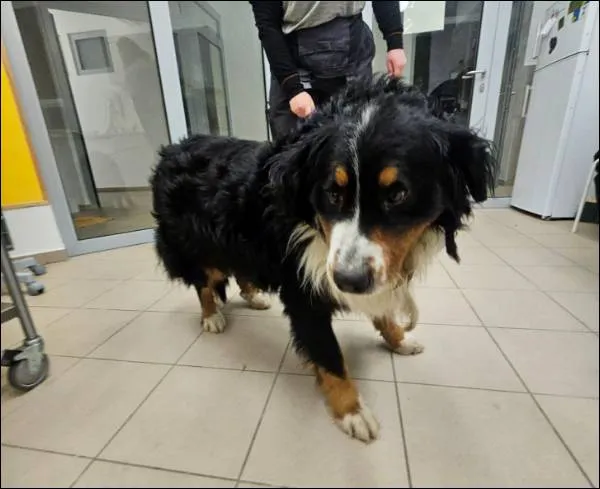 Znaleziono psa, Grudziądz, 30 stycznia 2026