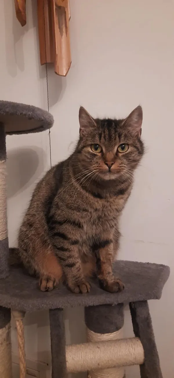 Zaginął kot, Sulejówek, Zorza, 13 lutego 2026 (1/2)