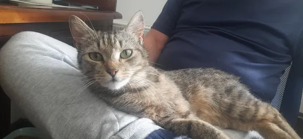 Zaginął kot, Sulejówek, Zorza, 13 lutego 2026 (2/2)