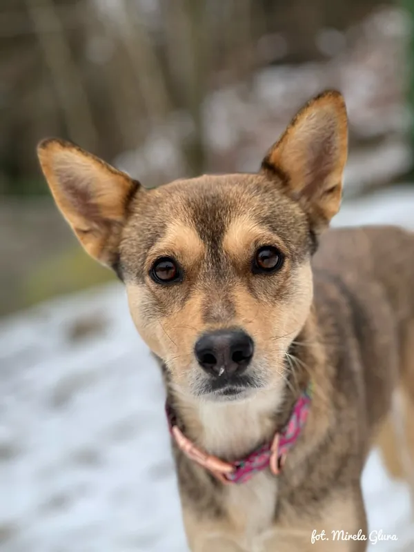 Pies do adopcji, Bydgoszcz, 13 lutego 2026 (3/5)