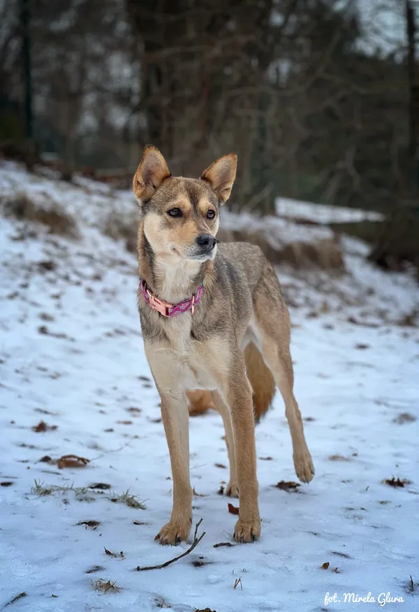 Pies do adopcji, Bydgoszcz, 13 lutego 2026 (5/5)