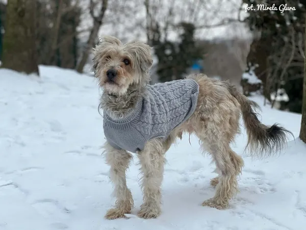 Pies do adopcji, Bydgoszcz, 13 lutego 2026 (1/4)