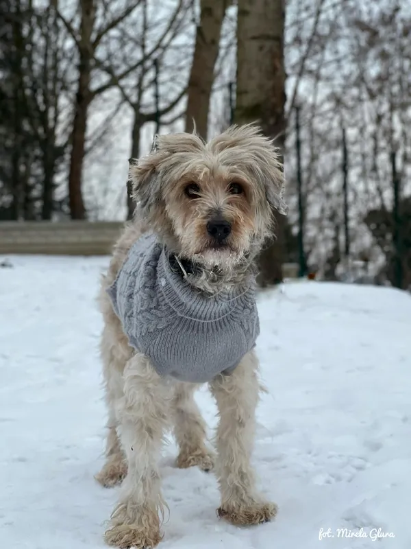 Pies do adopcji, Bydgoszcz, 13 lutego 2026 (3/4)