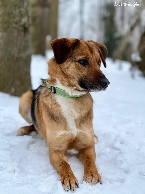 Pies do adopcji, Bydgoszcz, 13 lutego 2026 (1/5)
