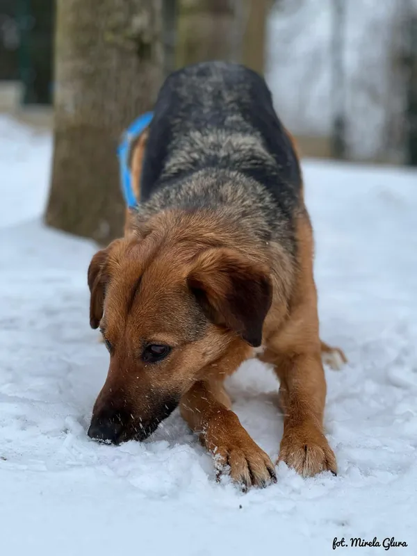 Pies do adopcji, Bydgoszcz, 13 lutego 2026 (2/5)