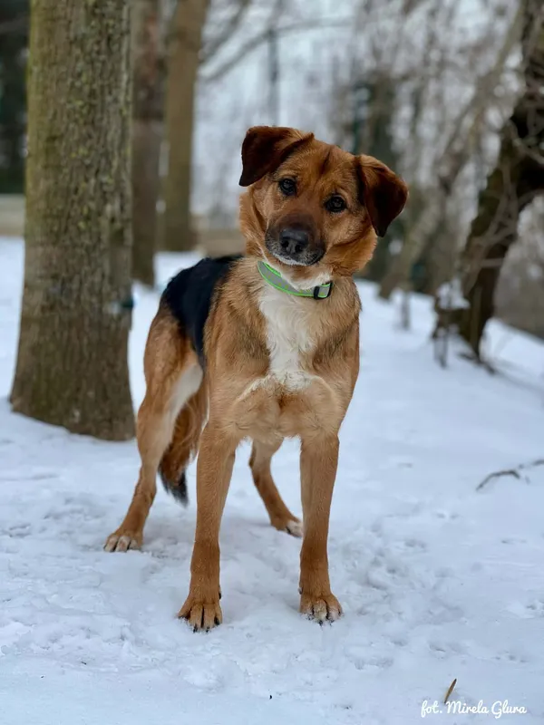 Pies do adopcji, Bydgoszcz, 13 lutego 2026 (4/5)