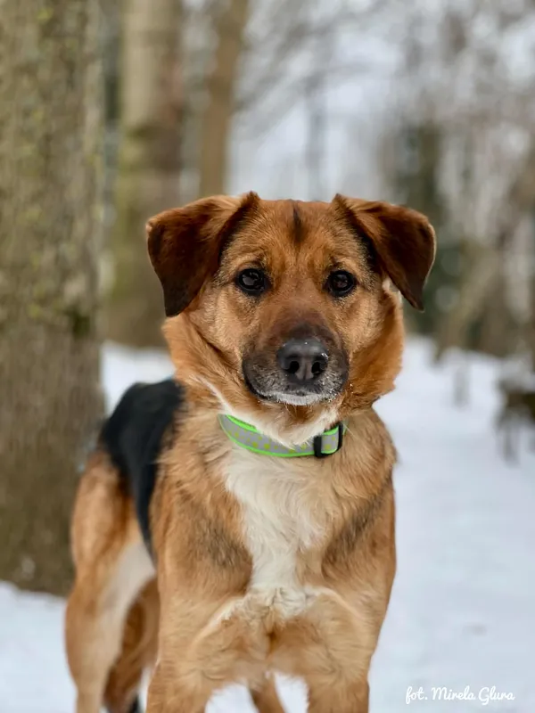 Pies do adopcji, Bydgoszcz, 13 lutego 2026 (5/5)