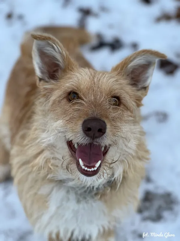 Pies do adopcji, Bydgoszcz, 13 lutego 2026 (1/5)