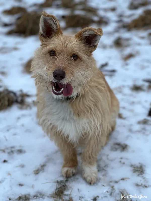 Pies do adopcji, Bydgoszcz, 13 lutego 2026 (2/5)