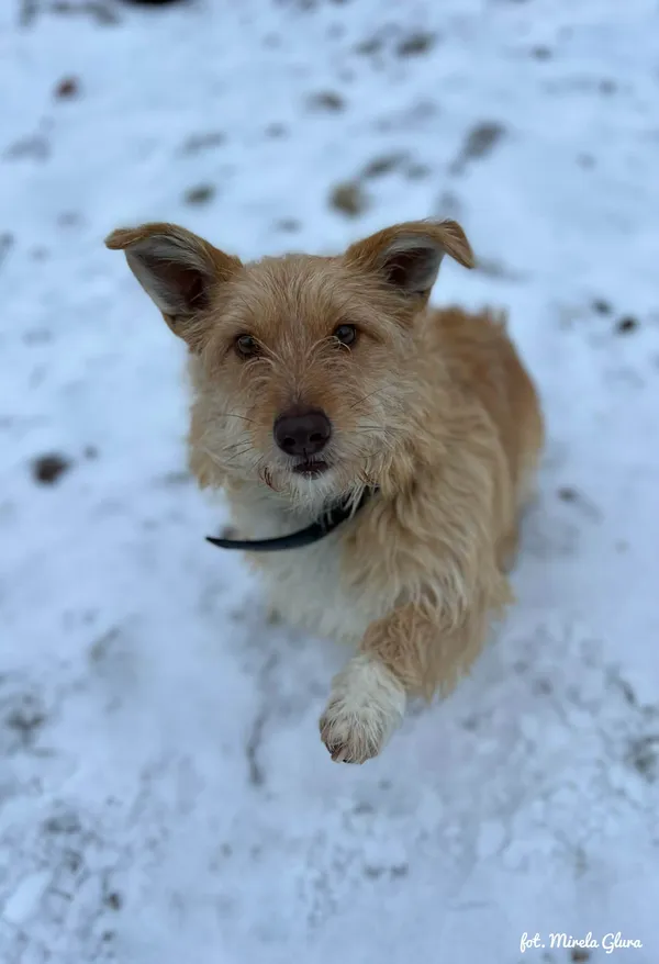 Pies do adopcji, Bydgoszcz, 13 lutego 2026 (3/5)