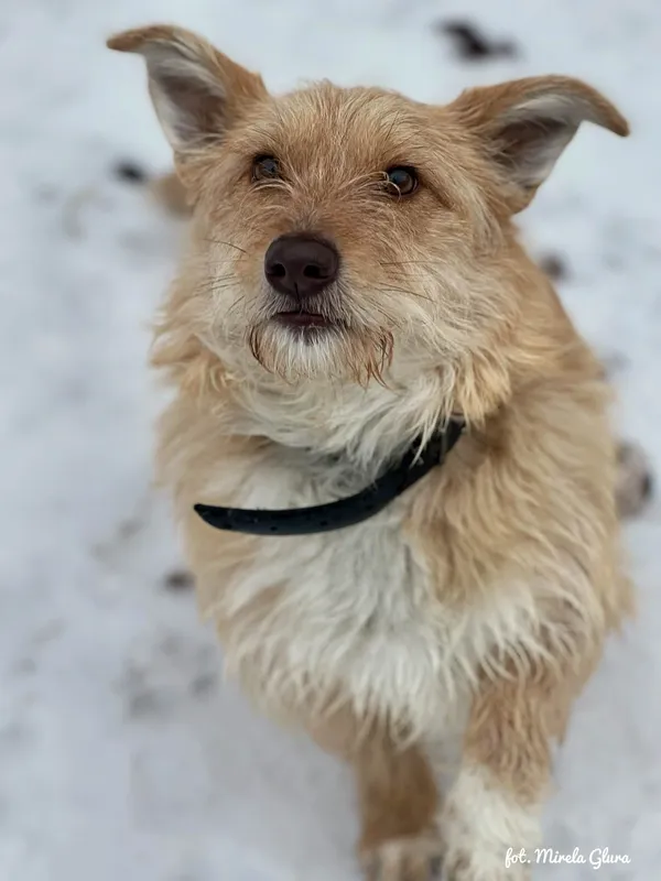 Pies do adopcji, Bydgoszcz, 13 lutego 2026 (4/5)