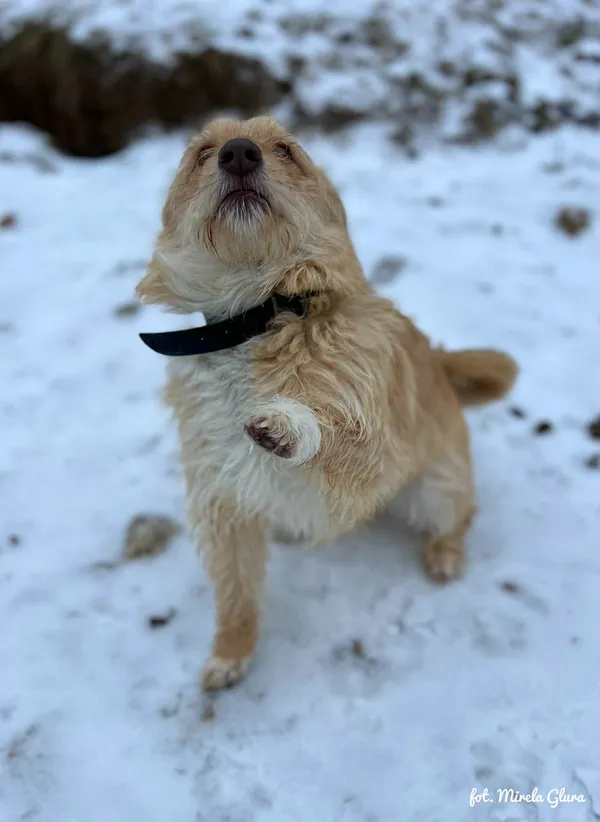 Pies do adopcji, Bydgoszcz, 13 lutego 2026 (5/5)