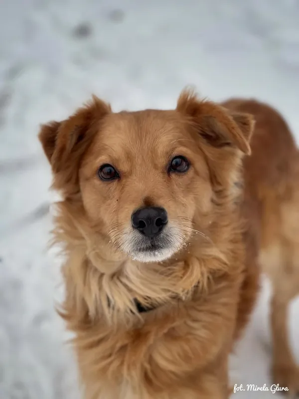 Pies do adopcji, Bydgoszcz, 13 lutego 2026 (3/5)