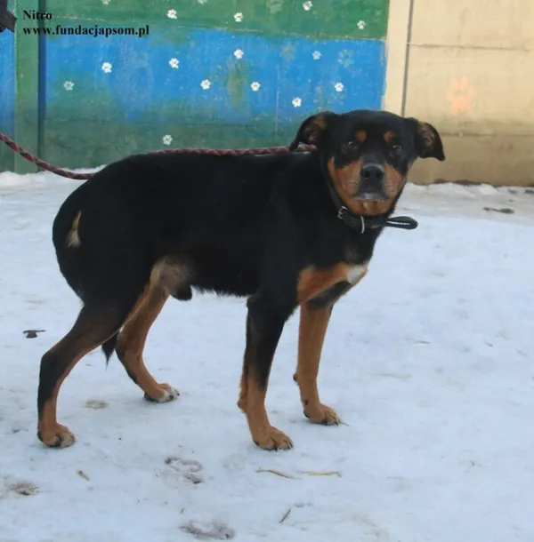 Pies do adopcji, Nowy Dwór Mazowiecki, 13 lutego 2026 (1/4)