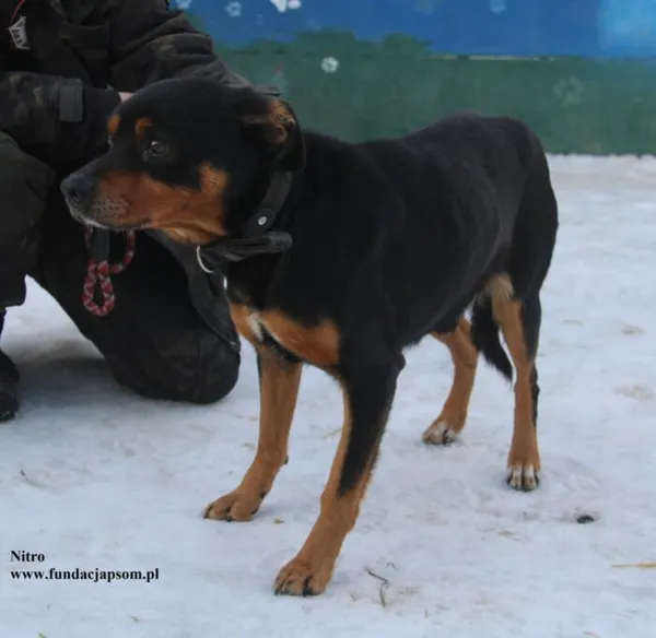 Pies do adopcji, Nowy Dwór Mazowiecki, 13 lutego 2026 (2/4)