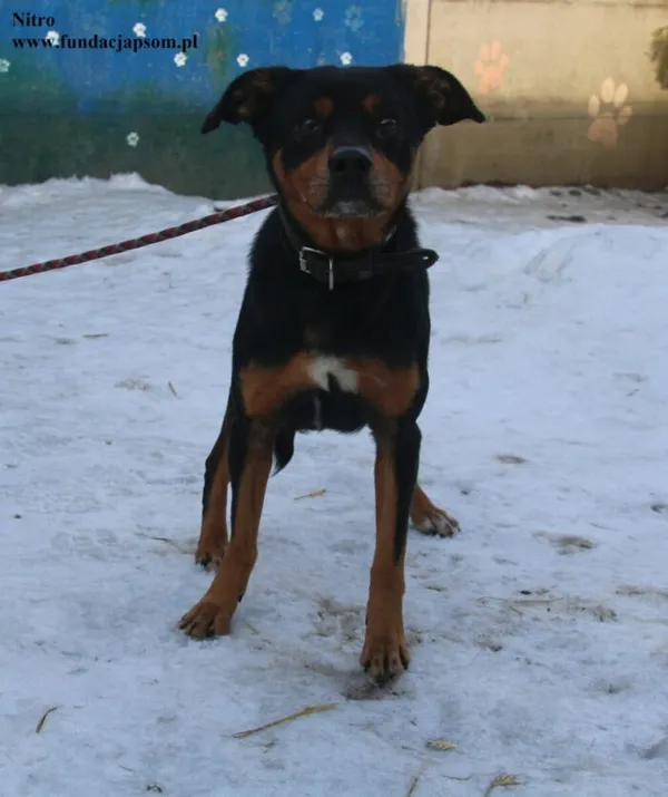 Pies do adopcji, Nowy Dwór Mazowiecki, 13 lutego 2026 (3/4)