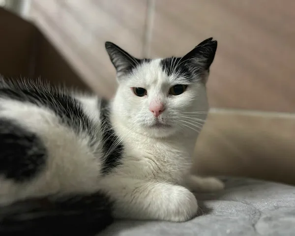 Kot do adopcji, Bydgoszcz, 13 lutego 2026 (1/2)