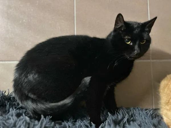 Kot do adopcji, Bydgoszcz, 13 lutego 2026