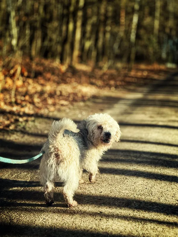 Pies do adopcji, Dłużyna Górna, 13 lutego 2026 (3/5)