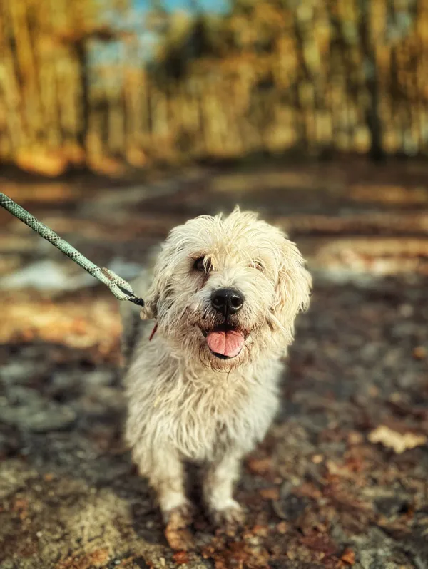 Pies do adopcji, Dłużyna Górna, 13 lutego 2026 (4/5)