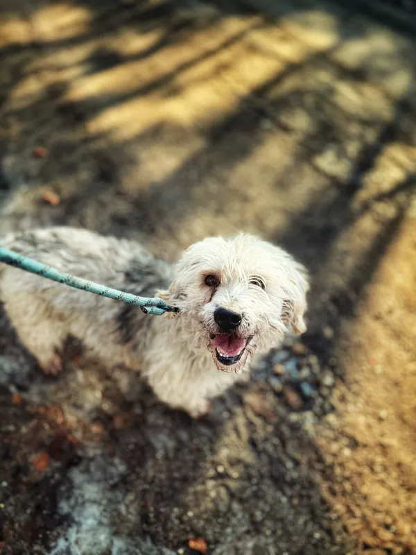 Pies do adopcji, Dłużyna Górna, 13 lutego 2026 (5/5)