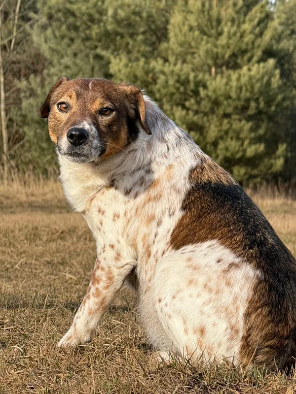 Pies do adopcji, Pieczyska, 13 lutego 2026 (2/5)