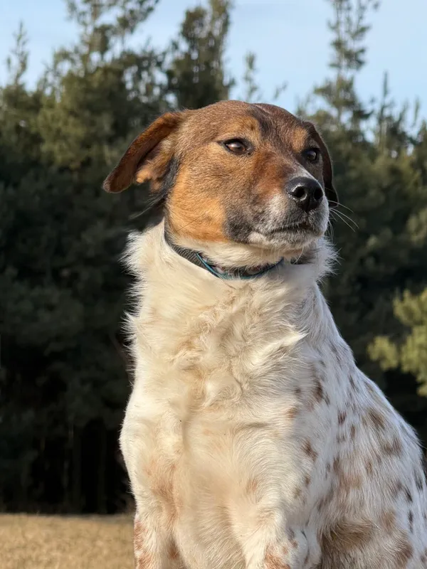 Pies do adopcji, Pieczyska, 13 lutego 2026 (5/5)