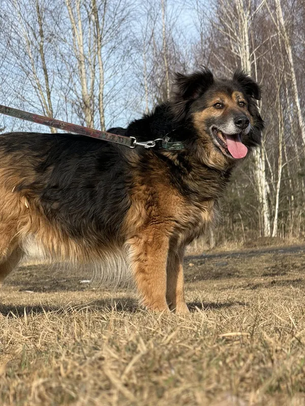 Pies do adopcji, Pieczyska, 13 lutego 2026 (3/5)