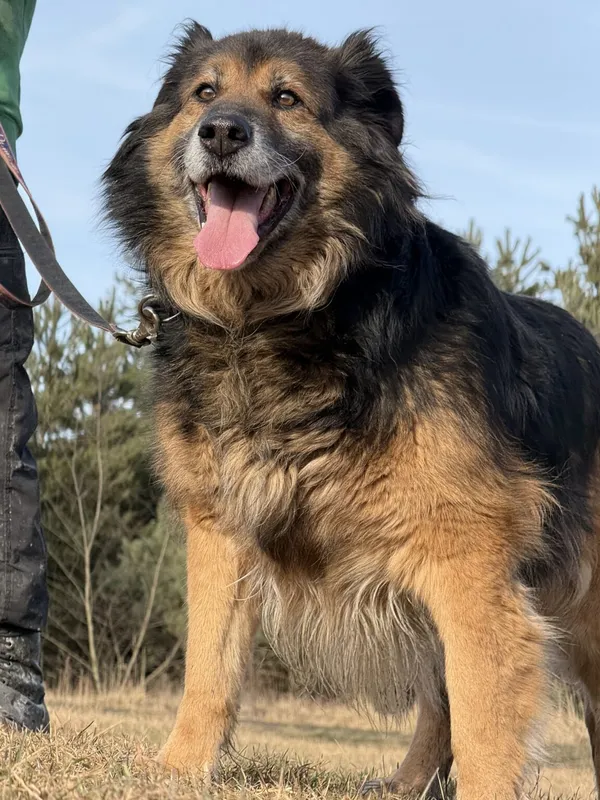 Pies do adopcji, Pieczyska, 13 lutego 2026 (4/5)