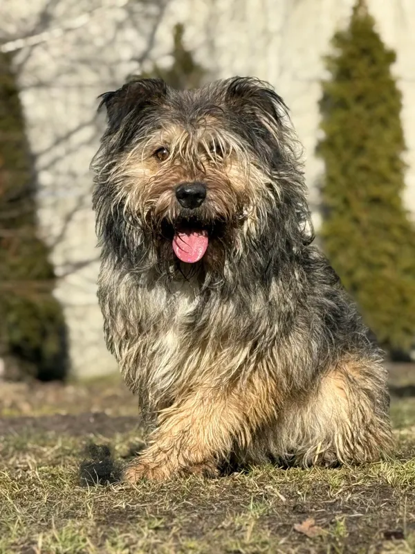 Pies do adopcji, Pieczyska, 13 lutego 2026 (2/4)