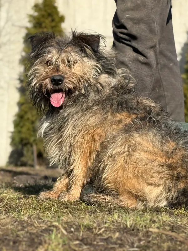 Pies do adopcji, Pieczyska, 13 lutego 2026 (4/4)