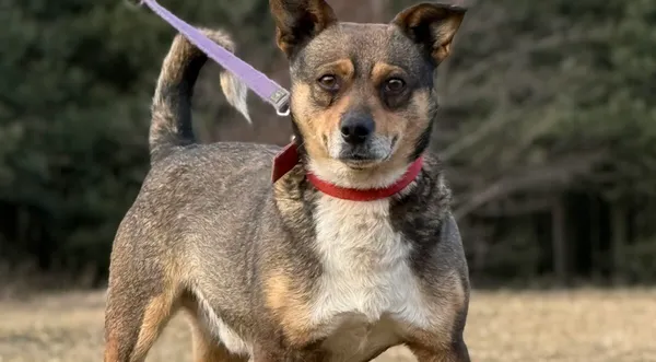 Pies do adopcji, Pieczyska, 13 lutego 2026 (1/5)