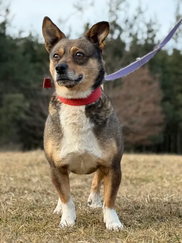 Pies do adopcji, Pieczyska, 13 lutego 2026 (2/5)