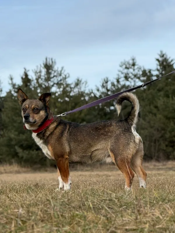 Pies do adopcji, Pieczyska, 13 lutego 2026 (4/5)