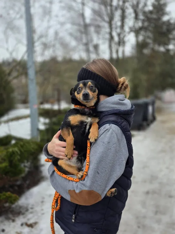 Pies do adopcji, Radom, 13 lutego 2026 (1/5)