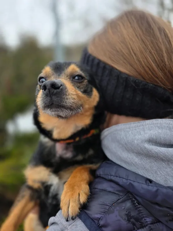 Pies do adopcji, Radom, 13 lutego 2026 (3/5)